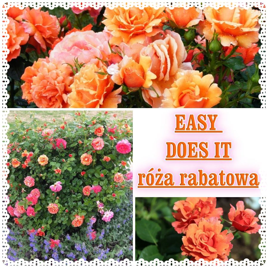 Easy Does It róża rabatowa